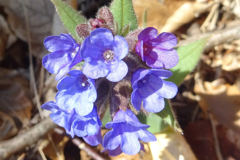 Pulmonaria angustifolia agg.